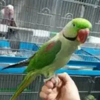 سرزمین ملنگو شاه طوطی گیرینچیک برزیلی ضمانت ۵ ساله