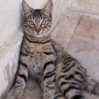واگذاری ۳ عدد تقریبا بچه گربه