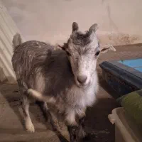 بزغاله ماده