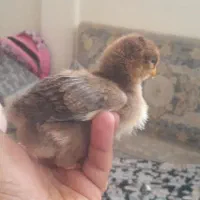 جوجه مرغ و خروس