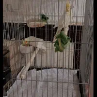 یک جفت عروس هلندی لوتینو