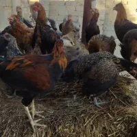 فروش مرغ محلی  تخم گذار اصل|حیوانات مزرعه|شیراز, حومه شیراز|دیوار