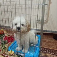 سگ شیتزو گراس آپارتمانی ۵ماهه