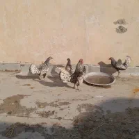 مرغ وخروس مینیاتوری