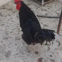 خروس جوان
