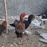 مرغ لاری
