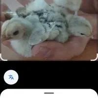 جوجه های زینتی وتخم مرغ های زینتی نطفه دار|حیوانات مزرعه|لاهیجان, گلستان|دیوار