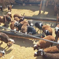 بره (کاور)|حیوانات مزرعه|درب گنبد, |دیوار