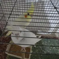 عروس هلندی|پرنده|یزد, |دیوار