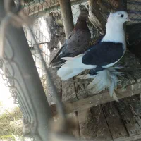 کاکل پاپر