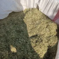 خارشتر.یانق|حیوانات مزرعه|آق قلا, |دیوار