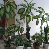 گل های فروش|گل و گیاه طبیعی|چرداول, |دیوار