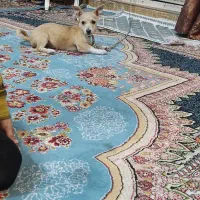 سگ‌پاکوتاه‌به‌مورور‌زمان‌پشمالو‌میشه‌‌و۳ماهشه|سگ|مشهد, پنجتن|دیوار