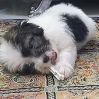 واگذاری شیتزو آموزش دیده واکسن زده با وسایل|سگ|بندرعباس, |دیوار