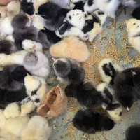 نیمچه امپراطور و محلی|حیوانات مزرعه|ساری, |دیوار