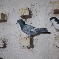 دسته سینه ای هوایی|پرنده|مرودشت, نقش رستم|دیوار