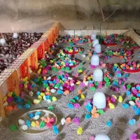 جوجه رنگی عمده ارسال به شهرستان|حیوانات مزرعه|مشهد, شهید قربانی|دیوار