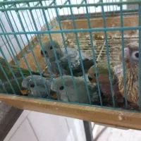 جوجه برزیلی سرلاکی