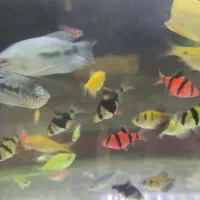 پمب  هوای سالونی آکواریوم|ماهی|قائم‌شهر, |دیوار