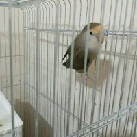 فروش طوطی تک و عروس تک نر