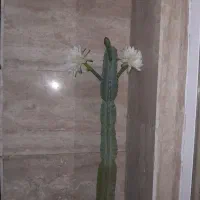 گل ایفوریا