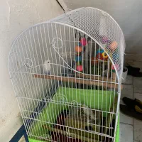 طوطی برزیلی|پرنده|قدس, شهر‌قدس|دیوار