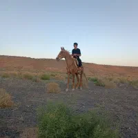 مادیان ۶سال|اسب و تجهیزات اسب‌سواری|مشهد, آبکوه|دیوار