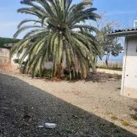 نخل|گل و گیاه طبیعی|کلارآباد, |دیوار