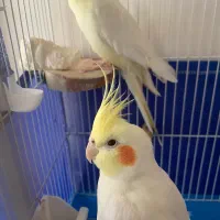 یک جفت عروس هلندی