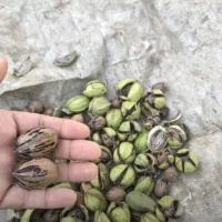 گردو پکان گرمسیری ، نهالستان ، نهال ، درخت در مشهد|گل و گیاه طبیعی|مشهد, خواجه ربیع|دیوار