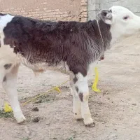 گاوگوساله سیمینتال ۱۲کیلو شیر پرچرب