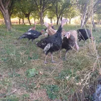 بوقلمون|حیوانات مزرعه|ترکمانچای, |دیوار