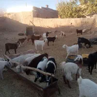 بز درگ درجه یک و۵عدد بزغاله نر سانن ۲عدد میش|حیوانات مزرعه|سرایان, |دیوار