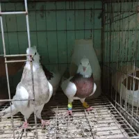 طوقی|پرنده|اهواز, کوی مندلی(سه راه خرمشهر)|دیوار