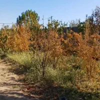 باغ-500متری-دیوارکشی-شده-طاهرآباد