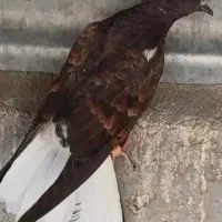 جوجه  تو‌دم سفید