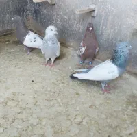 کبوتر سینه ای|پرنده|شیراز, منطقه هوایی شهید دوران|دیوار