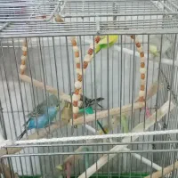 مرغ عشق نر وماده