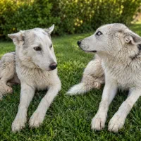 آگرا|سگ|اندیمشک, |دیوار