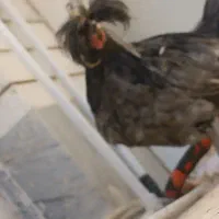 خروس لهستانی سالم سلامت