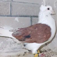 سه تا کفتر نر ۱۲۸۰