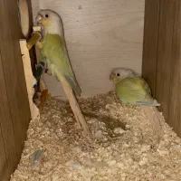 جفت مونچیک ۹ ماهه بسیار سلامت