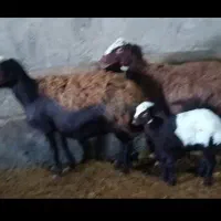 میش بره و میش ابستن|حیوانات مزرعه|سیلاخور, |دیوار