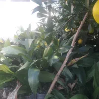 فروش تعدادی گلدان گل ابایی|گل و گیاه طبیعی|آمل, |دیوار