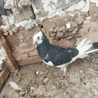 کفتر|پرنده|سبزوار, باهنر|دیوار