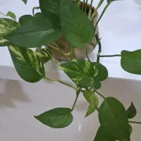 گل های پیتوس|گل و گیاه طبیعی|اسلام‌شهر, شهرک سعیدیه|دیوار