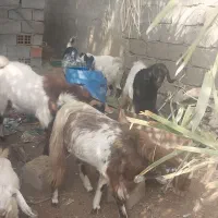 چند راس نری بزرگ فروشی|حیوانات مزرعه|گنبکی, |دیوار