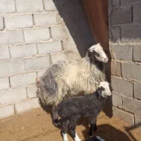 قوچ شال اصل|حیوانات مزرعه|بافق, |دیوار