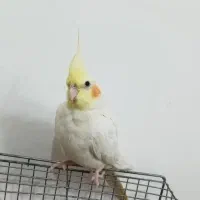 عروس هلندی ماده لوتینو|پرنده|آمل, |دیوار