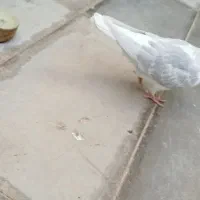 کفتر|پرنده|سبزوار, ابوریحان|دیوار